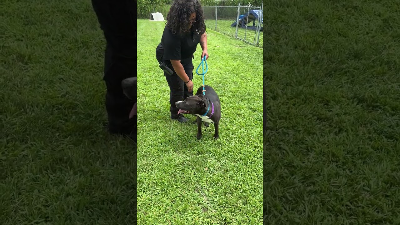 Enlarge MEET FERN - Beautiful lab /terrier mix, loves to be out & about COURTESY POSTING WAYNE NJ, a ADOPTABLE mixed breed in Clifton, NJ video 2/6