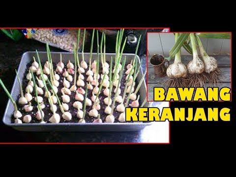 , title : 'Manfaat & Tutorial Tanam  Bawang Putih Subur Lebat Umbi dlm Pot  |Easy Grow Onion in Pot'