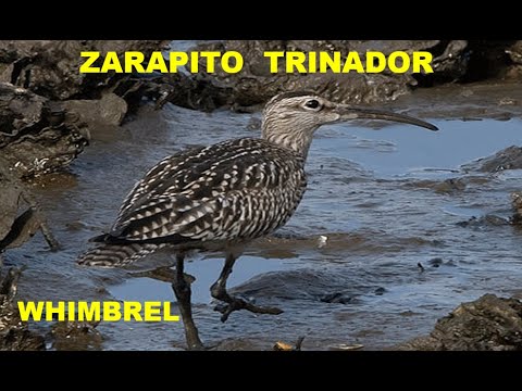 ZARAPITO TRINADOR | WHIMBREL | Numenius phaeopus
