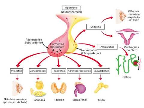 Anatomia Do Sistema Endócrino | Parte 01 | Hipotálamo, Hipófise, Pineal, Tireóide, Adrenal Jomel Vet