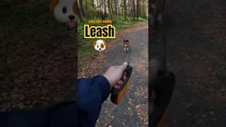 🦮 What is a Leash? What are Leashes? What is a Dog Leash? Leash Pronunciation #leash #walkies #dog