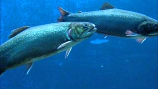 preview picture of video 'Trout at the Atlantic Salmon Museum'