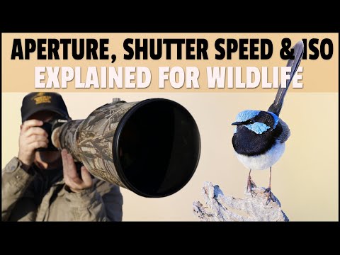 Aperture, Shutter Speed & ISO Explained for Wildlife Photography - What Settings to Use for Wildlife