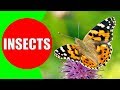 INSECTS FOR KIDS Learning Insect Names And Sounds For Children Toddlers Kindergarten Preschool