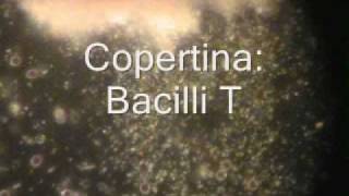 Bacilli T al microscopio in campo scuro