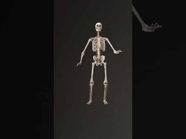 Vídeo relacionado con Boland - 74390 - Juego de calaveras, 12 piezas, tamaño 4 x 3 cm, decoración esqueleto, decoración para Halloween, fiesta temática y carnaval