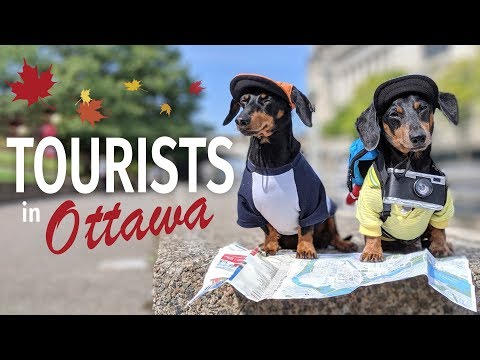 Ep 32: Crusoe & Oakley Explore the City — (Cute & Funny Dog Travel Video)