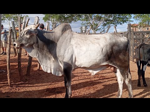 NA FEIRA DO GADO DE LIMOEIRO PERNAMBUCO 11 DE DEZEMBRO 2025