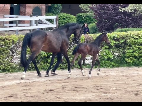 Holsteiner HF von Madness (Kannan- Emerald-Caretino) aus der Die Feine (Caretino-Calando-Capitano)