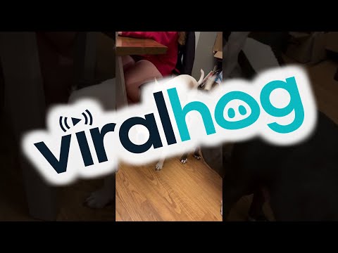 Chihuahua Hops on Bigger Friends' Backs || ViralHog
