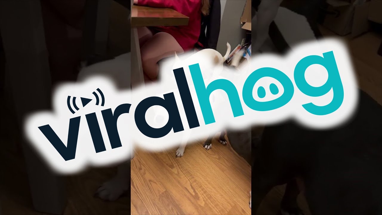 Chihuahua Hops on Bigger Friends' Backs || ViralHog