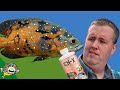 How To Treat Ich On Fish - Tested On 1,000s Of Fish.