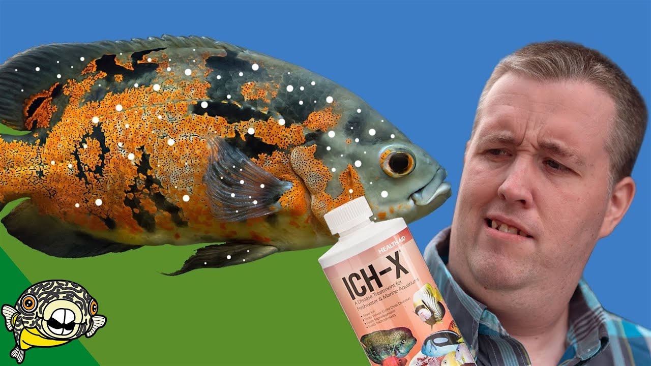 Hikari Ich-X Aquarium Treatment Video