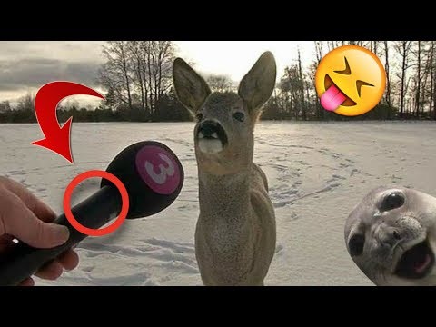 Smešne i Slatke životinje - Smeh Do Suza - 2018 - HD - #2