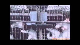 Conflict - Custom Rock