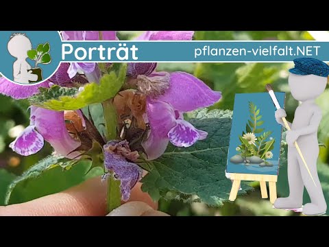 🖼️ Porträt 029 - Gefleckte Taubnessel (Lamium maculatum) - Wildpflanzen-Steckbrief (Essbar)