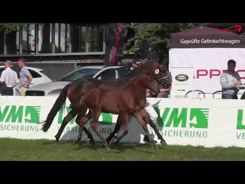 Auktionsfohlen Nr. 44 HF v. D-Power AT - Clooney AT