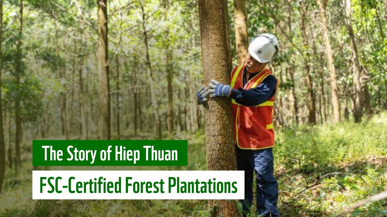 The Story of Hiep Thuan – FSC-Certified Forest Plantations