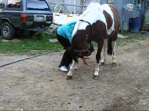 Willow in the process of learning to bow