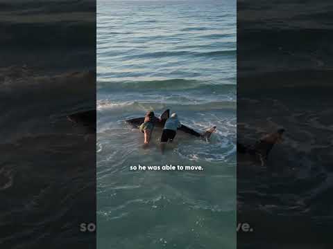 Mujer se emociona al salvar la vida de un tiburón | The Dodo