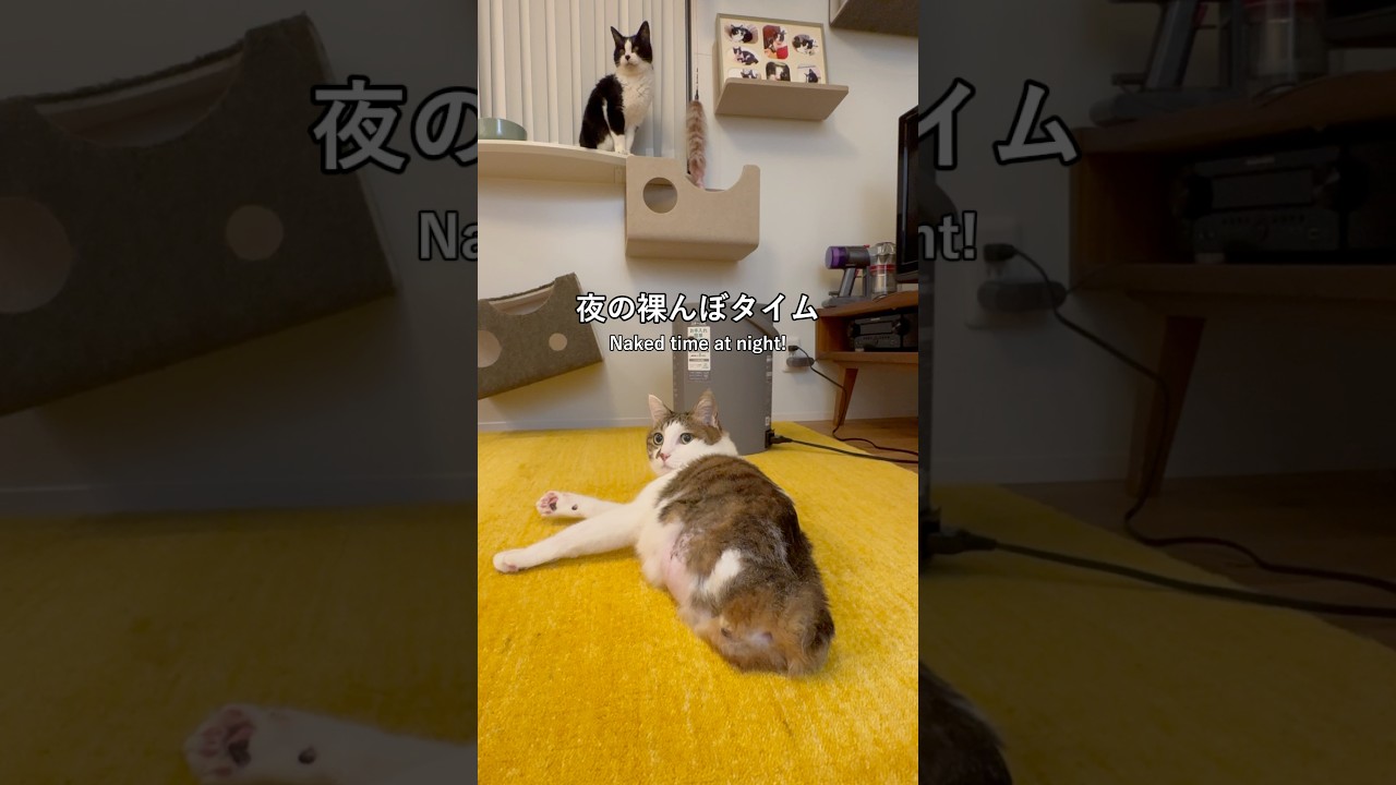 夜のエース：毛づくろいとお着替え