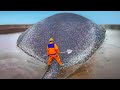 Satisfying Videos Of Workers Doing Their Job Perfectly | Best Moments First Half of 2024