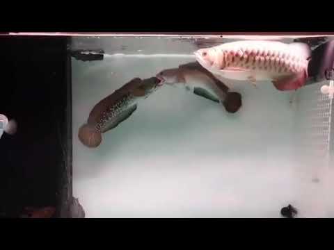 Channa arowana