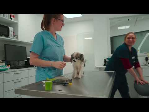 Medivet Tierarztpraxis Heidelberg YouTube-Vdeominiatur 5