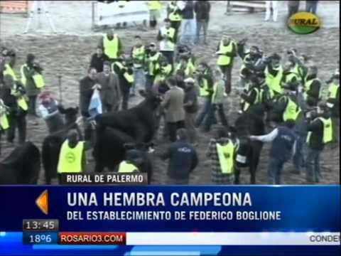 Gran Campeón Hembra Angus Exposición Rural de Palermo. Nota Canal 3 de Rosario