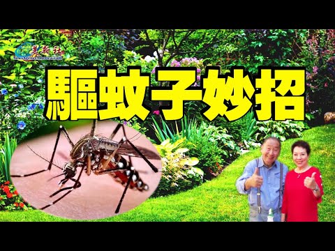 , title : '驅蚊蟲妙招，院子蚊蟲跑光光'