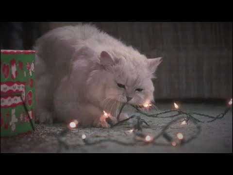 National Lampoon's Christmas Vacation - Fried Pussy Cat (Funny)