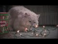 National Lampoon's Christmas Vacation - Fried Pussy Cat