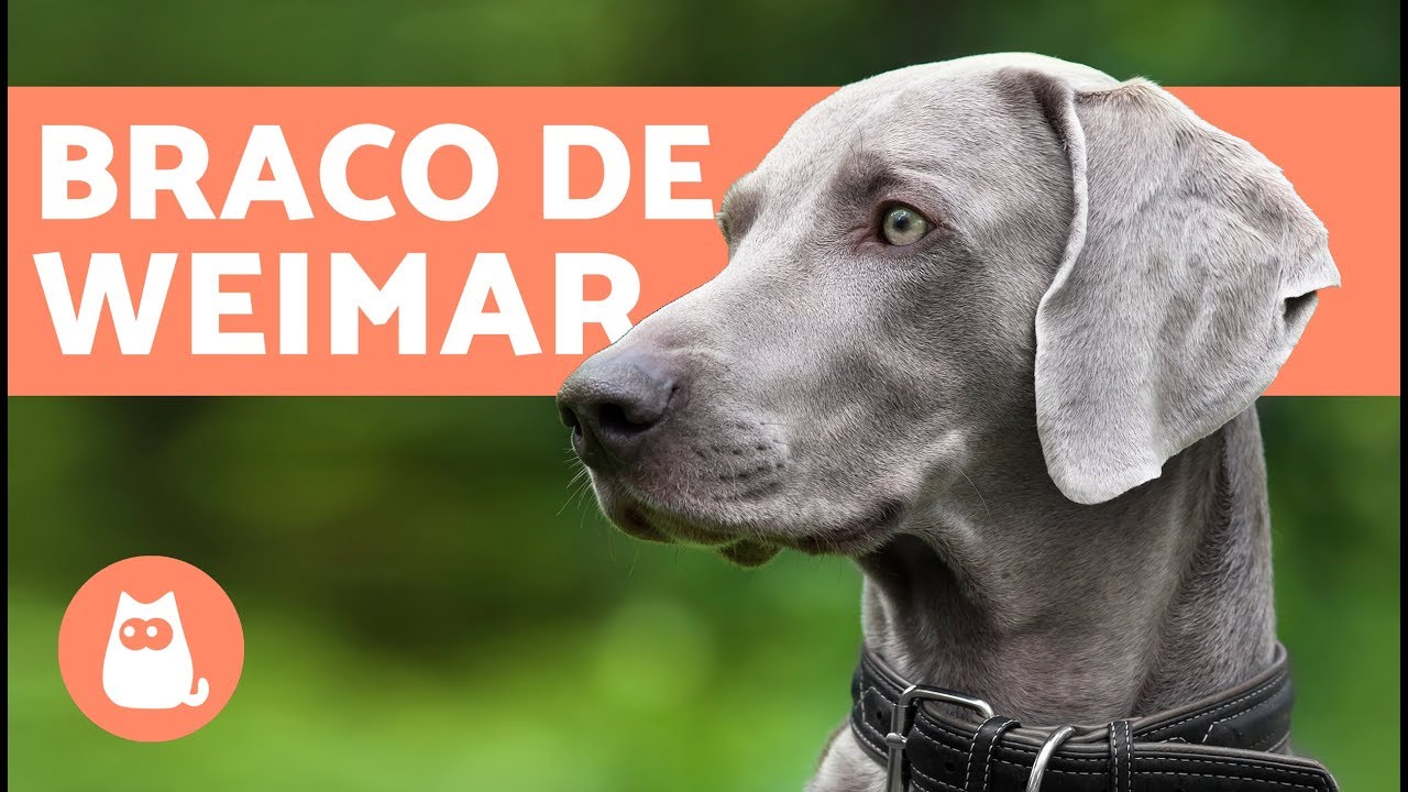 El perro weimaraner o braco de Weimar