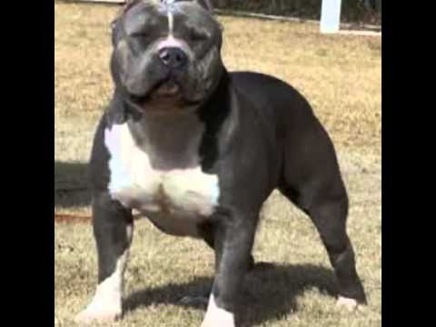 suelta a los pitbull