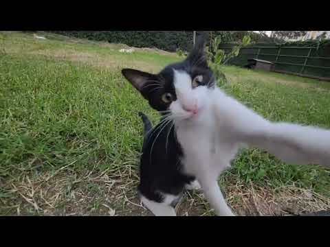 Kitten rescue. From the first day to the next four months #rescuecats