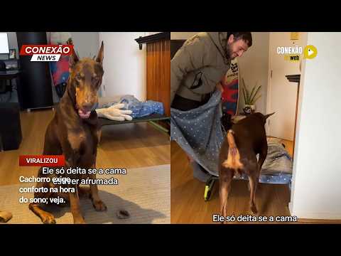 Vídeo: Cachorro exige conforto na hora do sono; veja.