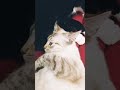 Bonding Time For Snow Bengal And Tuxedo Cats Cutecats Bengal Kitten Adorable