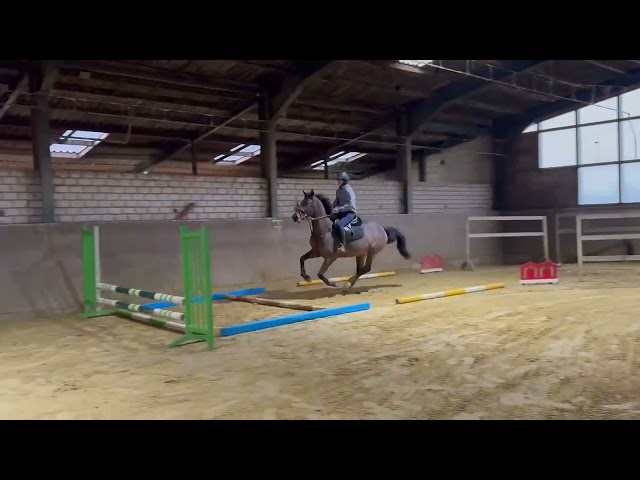 Trainings movie Cameron. Cameron is nicely ridden under saddle.