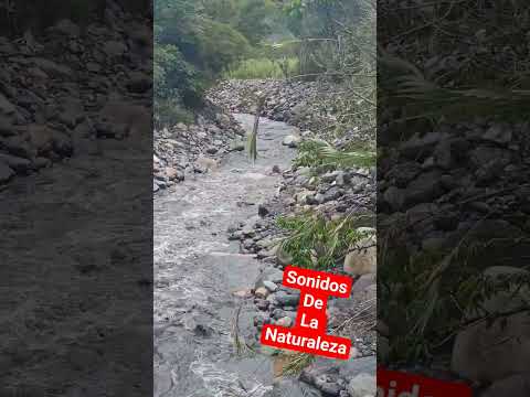 Sonidos de la naturaleza -Río Negro, La Unión, Cundinamarca #rumboalos100años #sonidosrelajantes