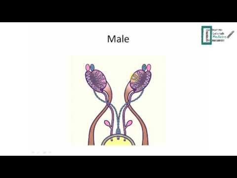 Reproductive embryology