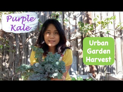 , title : 'Growing and Harvesting PURPLE KALE | Urban Edible Backyard Garden | Soup Recipe'