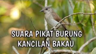 Download lagu SUARA PIKAT BURUNG KANCILAN BAKAU āDIJAMIN LANGSUNG NYAMBAR @ekobirdchanel2561 mp3 Download lagu SUARA PIKAT BURUNG KANCILAN BAKAU āDIJAMIN LANGSUNG NYAMBAR @ekobirdchanel2561 mp3