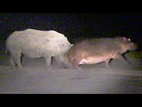 Hippo Learns Lesson From Rhinos