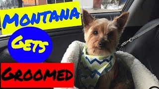 Montana The  Yorkie Dog Goes to Petsmart to get a groomed