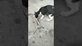 Download lagu kucing Makan ikan lele#kucing #shorts mp3 Download lagu kucing Makan ikan lele#kucing #shorts mp3