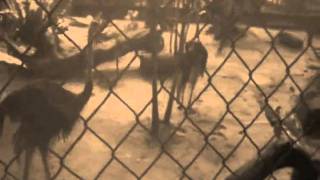 MARIONEXXES - HARIMAU MALAYA (UNOFFICIAL MTV).wmv