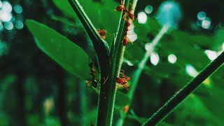 Download lagu Story wa pagi hari | Cinematic 30 detik | Cinematic Bunga | sinematik estetik alam mp3