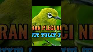 Download lagu MASTERAN PLECI NEMBAK WITWIT TULIT TULIT #plecimania #kicaumania #masteranpleci mp3