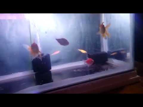 Fish and aquarium 2