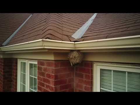 Drone Vs. Hornets nest